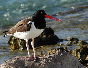 An American Oystercatcher on a Bonaire shoreline.