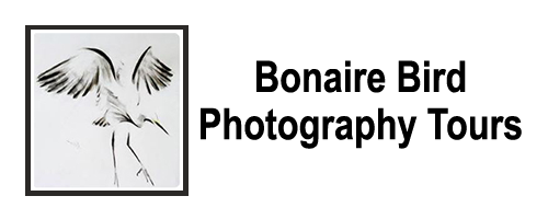 Bonaire Bird Tours