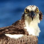 An osprey carefully watches the birdwatchers.
