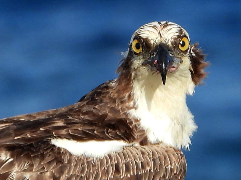 An Osprey on a perch.