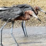 Two Reddish Egrets, hunting in a wetland on Bonaire.