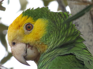 A portrait of a Yellow-shouldered Parrot.