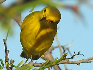 The Mangrove Yellow Warbler is commonly found on Bonaire.