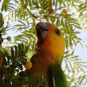 Portret van de maisparkiet van Bonaire.