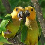 A pair of Brown-throated Parakeets, found on Bonaire.