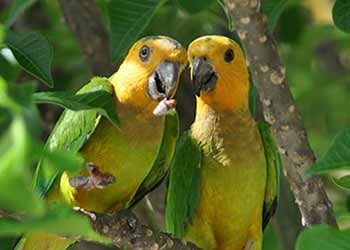 Geelvleugamazone? Maisparkiet?