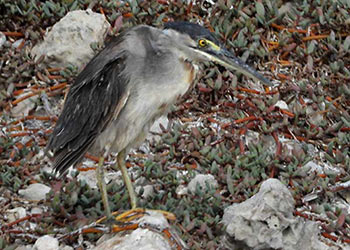 De zeldzame mangrovereiger waargenomen op Bonaire