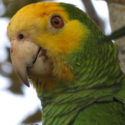 Portret van de geelschouder amazonepapegaai van Bonaire.