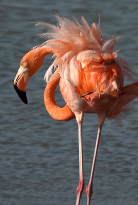 De flamingo van Bonaire kan op veel plaatsen op Bonaire worden gezien.