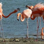 The American Flamingo is Bonaire's iconic bird.