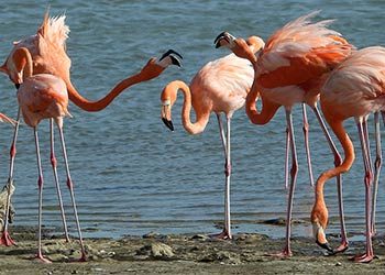 Bonaire’s Flamingo, het icoon van het eiland
