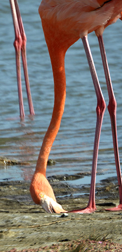 Een Caribische Flamingo drinkt bij een zoetwateropwelling.