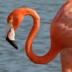 Portret van een Caribische flamingo op Bonaire.