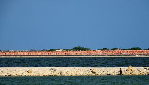 Flamingo's komen samen in de broedkolonie op Bonaire.
