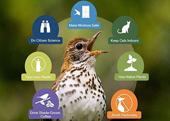 3 Billion Birds are Gone, 7 Simple Actions to Help