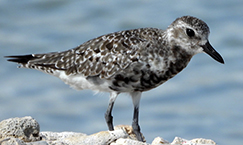 Black-bellied Plover