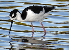 Black-necked Stilt