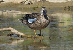 Blue-winged Teal