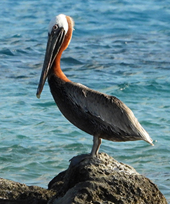 Brown Pelican