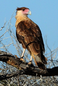 Crested Caracara