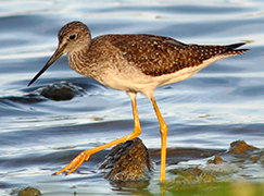 Greater Yellowlegs