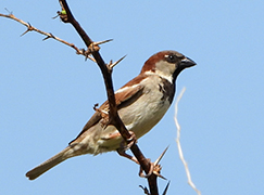 House Sparrow
