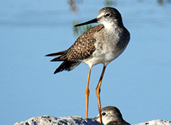 Lesser Yellowlegs