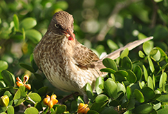Pearly-eyed Thrasher