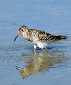 Pectoral Sandpiper