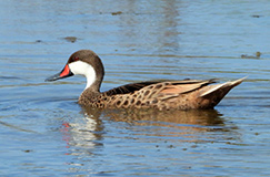 White-cheeked Pintail