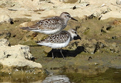 White-rumped Sandpiper