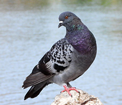 Rock Pigeon
