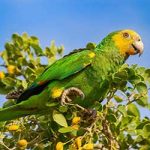 Bonaire's Yellow-shouldered Parrot