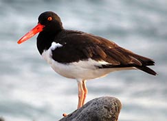 American Oystercatcher