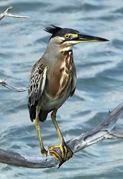 Striated Heron