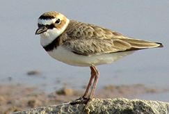 Wilson's Plover
