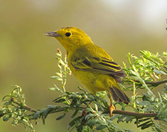 Mangrove Yellow Warbler
