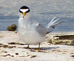 Least Tern