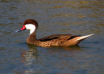 Help Out the Flying Pintails on Global Big Day 2025