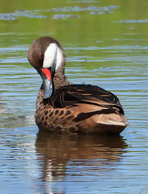 White-cheeked Pintail