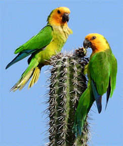 Brown-throated Parakeet