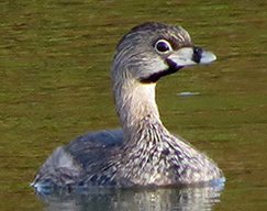 Pied-billed Grebe