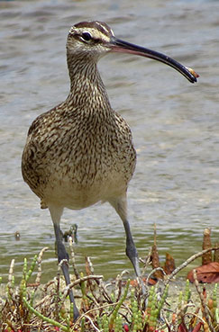 Hudsonian Whimbrel