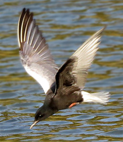 White-winged Tern