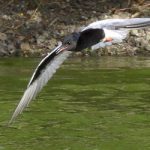White-winged Tern