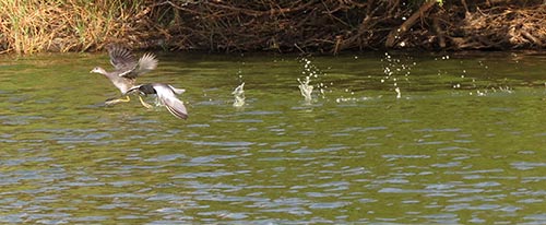 Witvleugelstern jaagt op Gallinule.