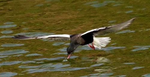 Witvleugelstern die langs het wateroppervlak scheert.