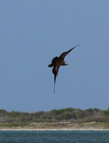 Een Bruine Noddy tijdens de vlucht boven de zoutpannen van Bonaire.
