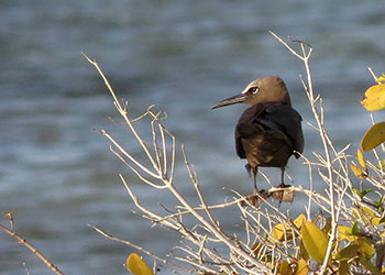 De noddy, een zeldzame vogel voor Bonaire.