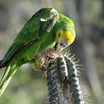 A Yellow-shouldered Parrot feeds upon a cactus fruit.